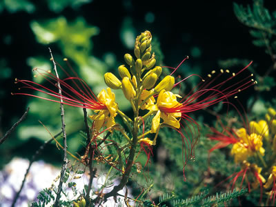 Caesalpinia