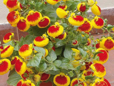 Calceolaria