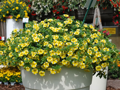 Calibrachoa, petunia nana