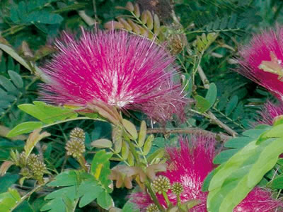 Calliandra