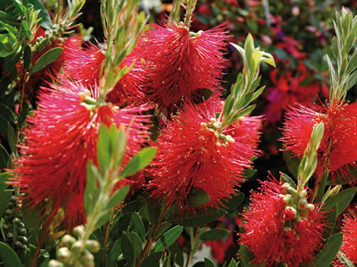 Callistemon