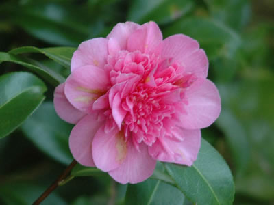 Camelia