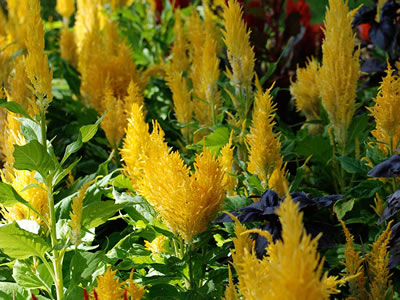 Celosia