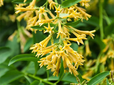 Cestrum