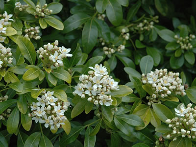 Choysia, arancio del Messico