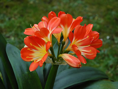 Clivia