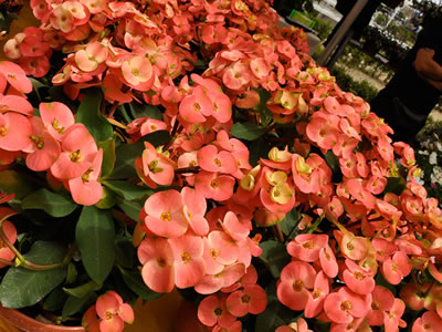 Euphorbia splendens