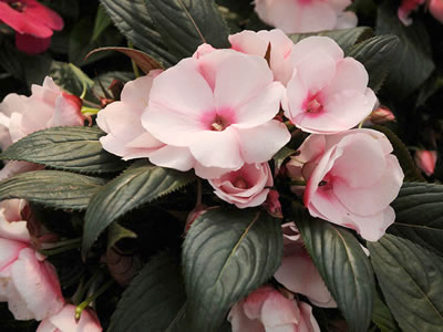 Impatiens