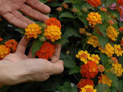 Lantana