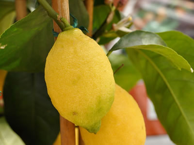 Limone