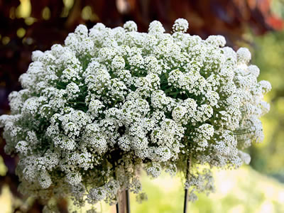 Lobularia PW  ‘Snow Princess’