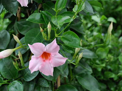 Mandevilla in vaso