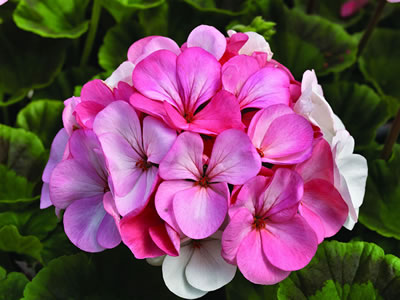 Pelargonium “Pinto Premium