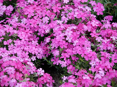 Phlox