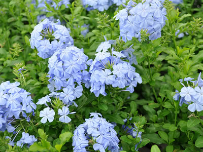 Plumbago