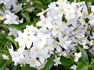 Solanum jasminoides