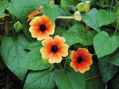 Thunbergia