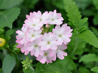 Verbena