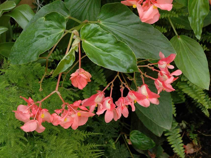 Risultati immagini per begonia corallina