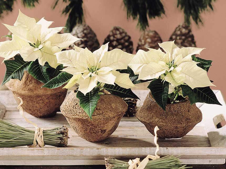 Stella Di Natale Appassita.Stella Di Natale Euphorbia Pulcherrima Poinsettia Giardinaggio Mobi