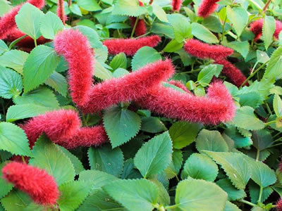 Acalypha (coda di volpe)