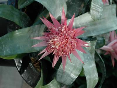 Aechmea