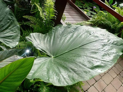 Alocasia