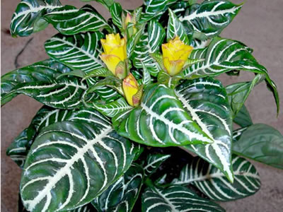 Aphelandra (afelandra)