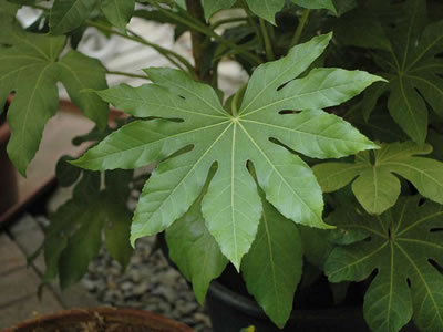 Aralia