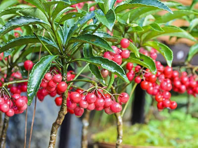 Ardisia