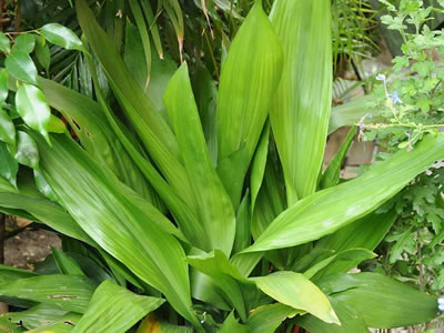 Aspidistra