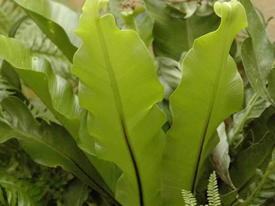Asplenium