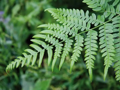 Athyrium (felce femmina)