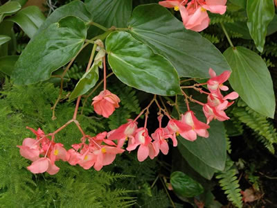 Begonia Tamaya