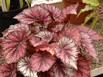 Begonia rex