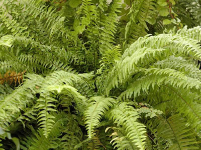 Blechnum