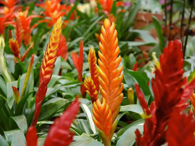 Bromeliacee