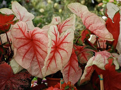 Caladium