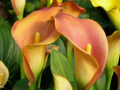 Calla