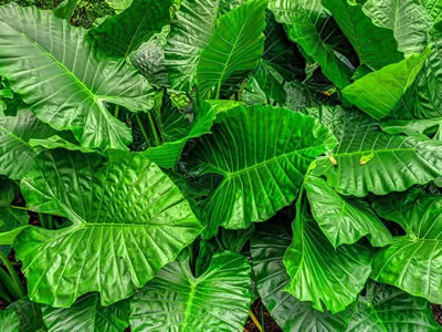 Colocasia