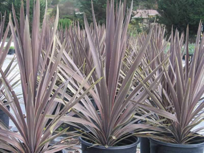 Cordyline