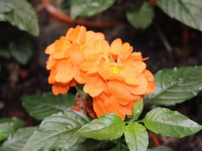 Crossandra