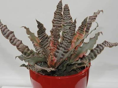 Cryptanthus