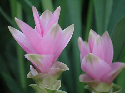 Curcuma