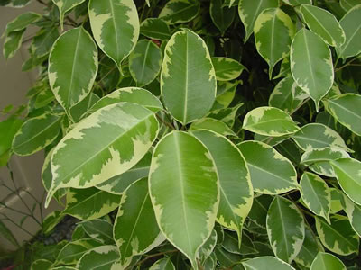 Ficus benjamina