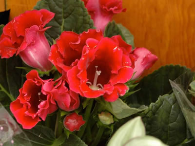 Gloxinia