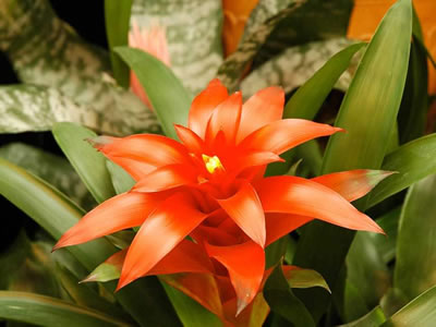 Guzmania