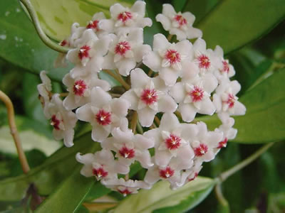 Hoya (fiore di cera)