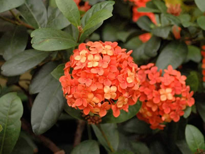 Ixora