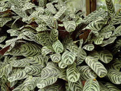 Maranta